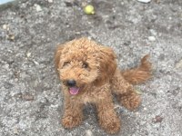8 AYLIK DİŞİ MİNYATÜR POODLE