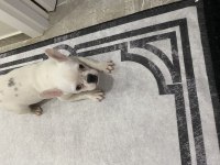 Oyuncul french bulldog