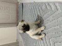 2 AYLIK PUG SAFKAN