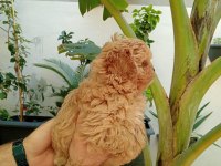 Maltipoo Yavrular