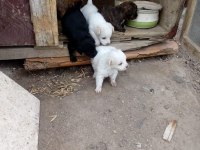 Evcil yavruları Sahiplendirme