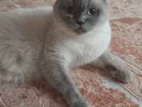 British shorthair kedisi yavrular