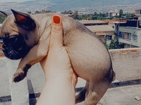 French bulldog yavrular