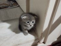 Sahiplendirilecek scottish fold kedisi