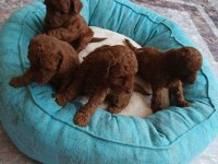 Korea Kan Irk garantili toy poodle red brown yavru