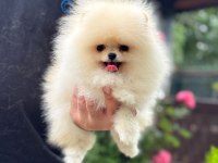 Dişi ve erkek teacup boy pomeranian boo