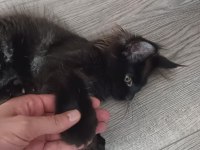 Maine Coon Dişi Yavru Polydact 6677