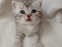Bebek Kedilerim Yuva Arıyor