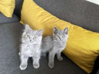 2aylık Gri British Shorthair yavrular