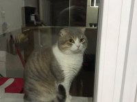 Erkek scottish fold çiftleştirmek için