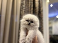 SCOTTISH FOLD LONGHAIR AYI SURAT YAVRULARIM 