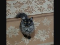 British longhair kedim