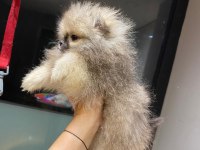 ÜST KALİTE POMERANİAN BOO ERKEK GÜZELİ