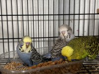 Jumbo muhabbet kuşları