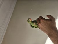 1 aylık el besleme pakistan bebekler