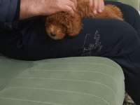 Bal Gibi Toy Poodle Bebek