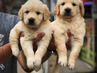 Golden retriever yavrularımız