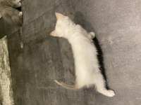 Beyaz yavru british shorthair