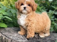 Irk Ve Sağlık Garantili Maltipoo Yavrular