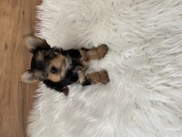 0 numara Yorkshire terrier