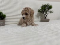 Tr en uygunu poodle bebekler