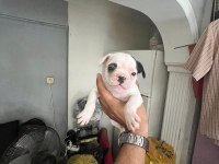 Sağlık ve ırk garantili french bulldog yavrularımız 