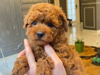 Bir Birinden Sevimli Poodle Bebekleri