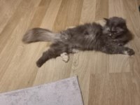 Kedim tospik'e Ömürlük yuvasını arıyorum