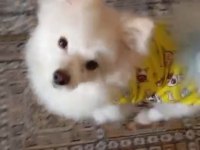 Pomeranian köpeğimizi ücretli veriyoruz