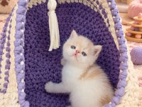 Safkan cream white exotic shorthair bebeğimiz