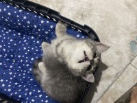 Kedi erkek british shorthair