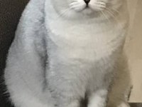 Ücretsiz Scottish Fold