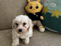 Yavru Kore Maltese