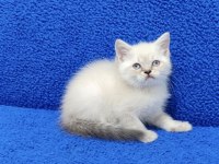 YENİ YUVASINA GİTMEYE HAZIR  BRİTİSH PONÇİK