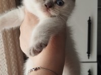 Teslime Hazır Blue Point Dişi Bebek Kedimiz