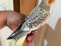 64 Günlük Uysal Sultan Papağanı Bebek