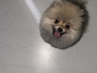 2.5 AYLIK ERKEK POMERANİAN KÖPEĞİ