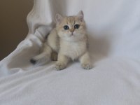 Safkan Cana Yakın Sosyal British Shorthair Bebekler