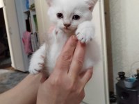 Mavi gözlü british shorthair kedimiz