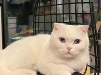 BRİTİSH SHORTHAİR YAVRU KEDİMİZ