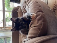 Geleceğin Kraliçe Adayları Minik Maine Coon Prensesler