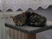 Çok uygun şartlarda british shorthair sahiplendirilecekler