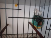Kuşlarımızı ilgilenemediğim için elimden çıkarıyorum
