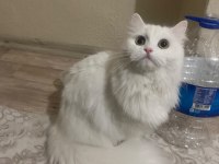 Ömürlük Yuva Arayan 2 British Longhair