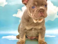 LİLAC TAN MAVİ GÖZLÜ FRENCH BULLDOG ERKEK