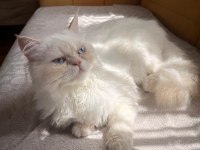 Güzel british longhair 7 aylık