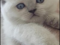 British shorthair bebeklerimi veriyorum