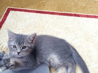 BRİTİSH SHORTHAİR ERKEK YAVRU
