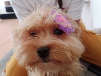 6 aylık dişi maltipoo