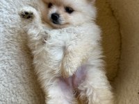 POMERANİAN BOO YAVRULARIMIZ